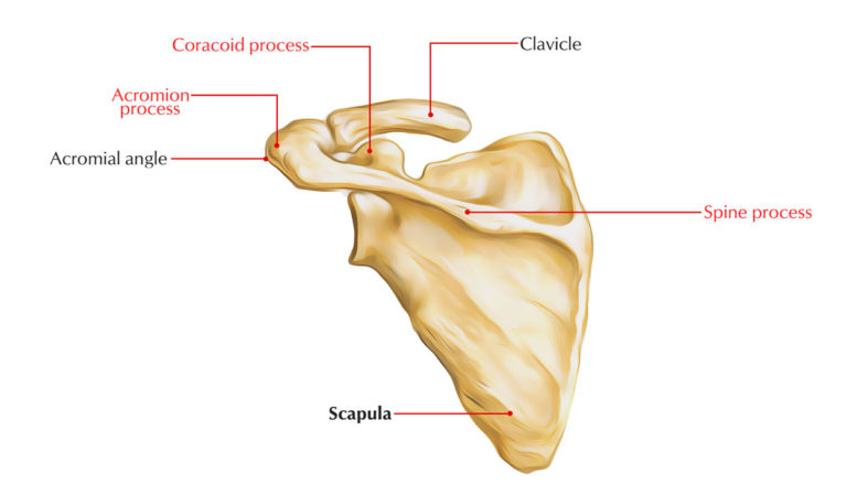 Scapula (Shoulder Blade) Anatomy – Earth's Lab