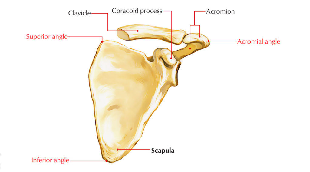 Scapula (Shoulder Blade) Anatomy – Earth's Lab