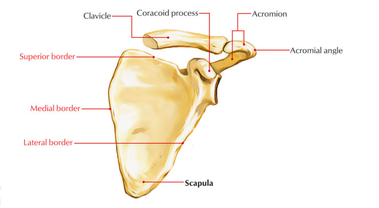 Scapula (Shoulder Blade) Anatomy – Earth's Lab