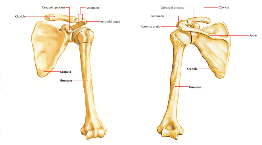 Scapula Shoulder Blade Anatomy Earths Lab