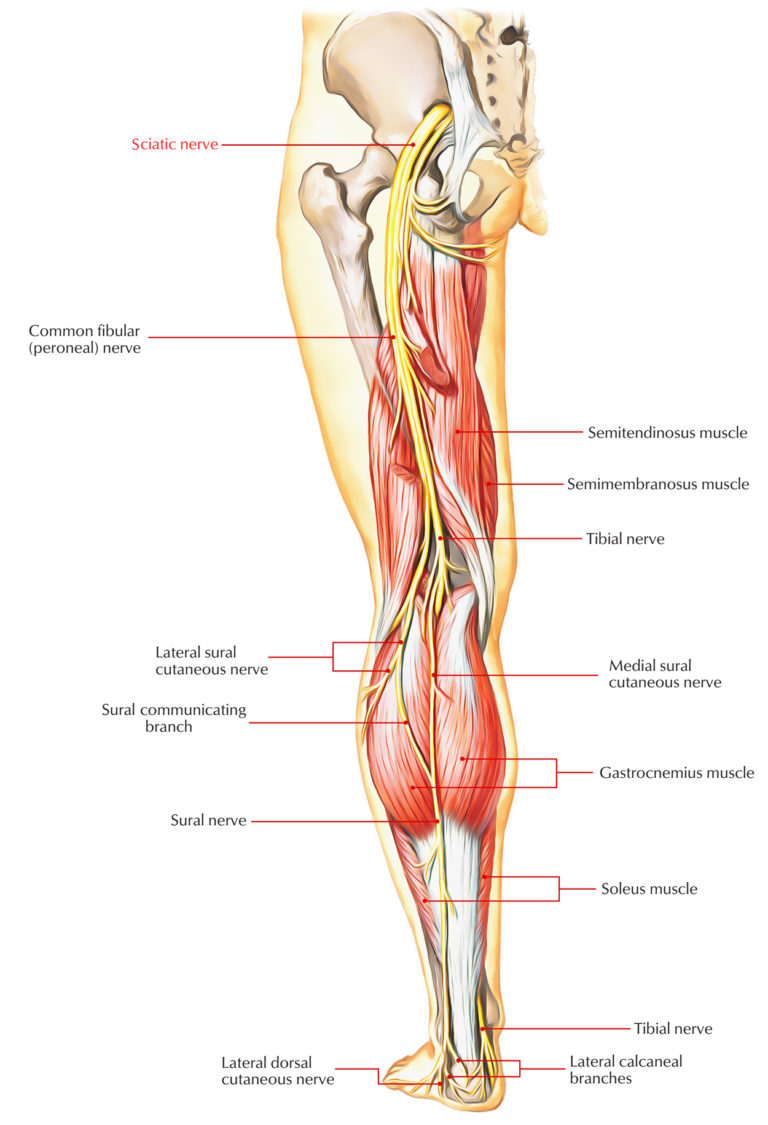 Sciatic Nerve Earths Lab 8568