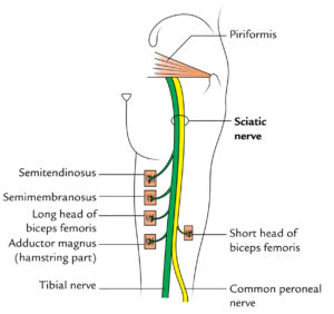 Sciatic Nerve – Earth's Lab