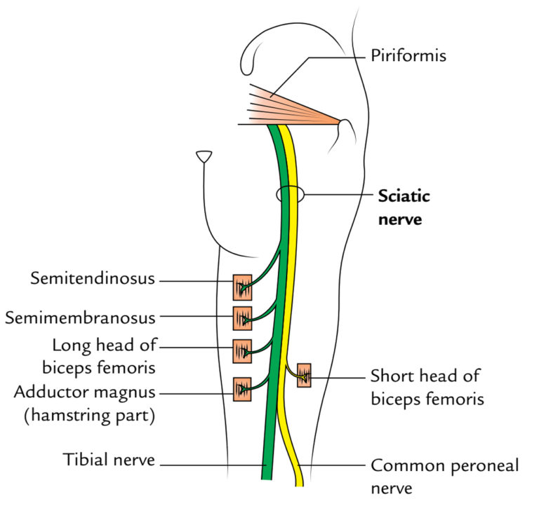 sciatic-nerve-earth-s-lab