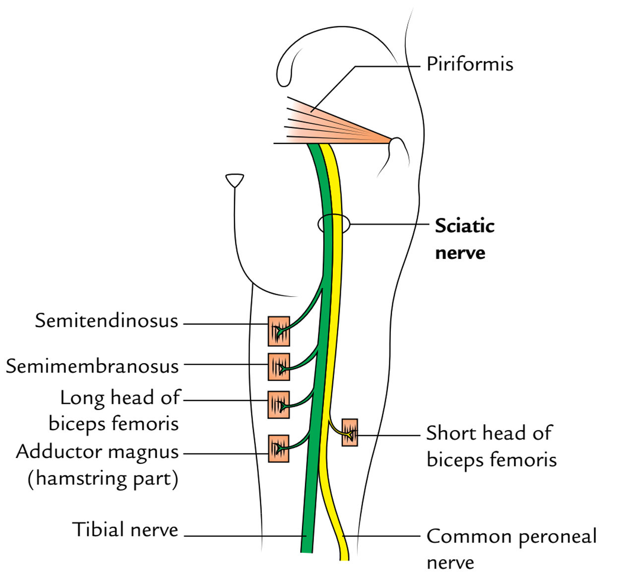 Femoral And Sciatic Nerve Diagram