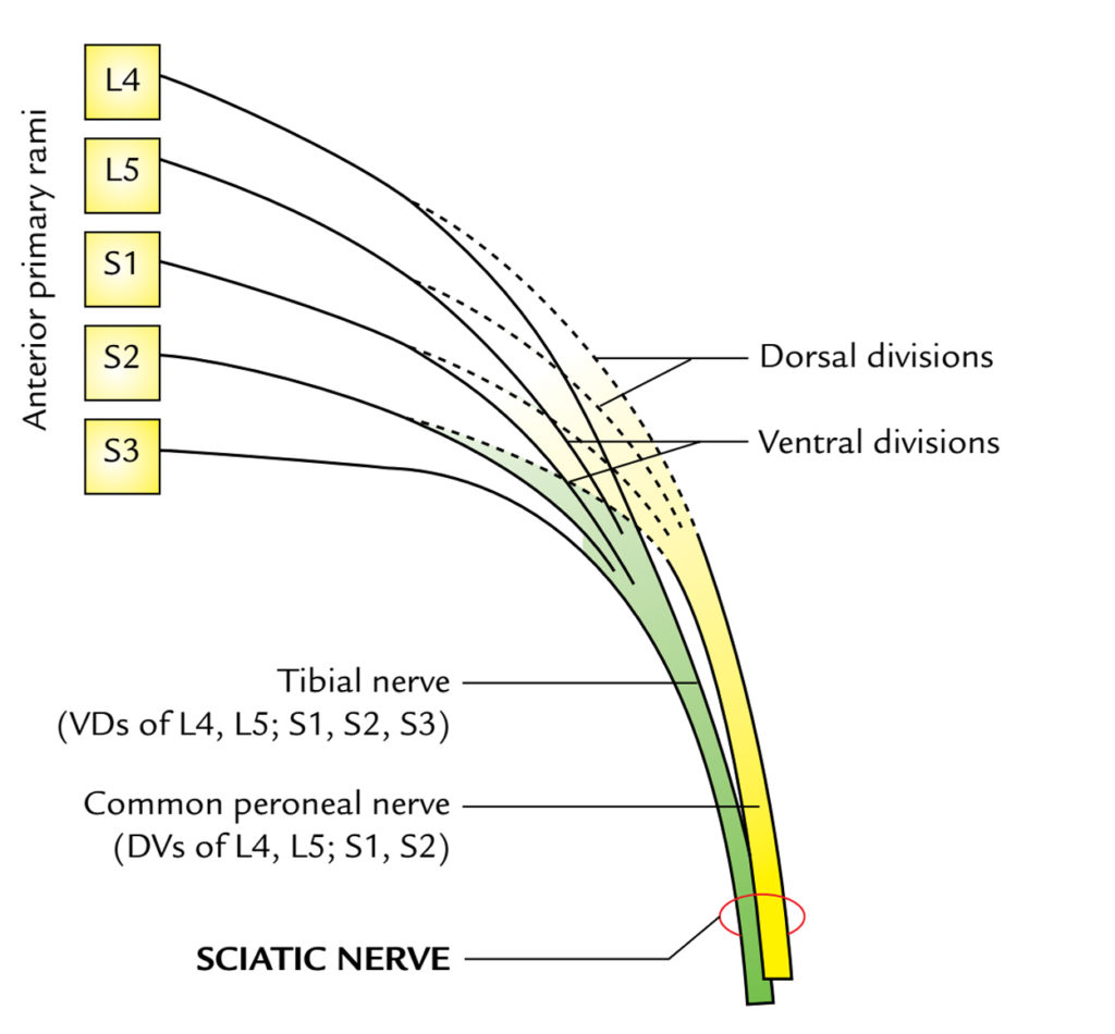 Sciatic Nerve – Earth's Lab