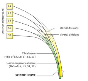 Sciatic Nerve Earth S Lab