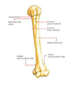 Humerus Bone Anatomy – Earth's Lab