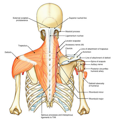 Deltoid Muscle – Earth's Lab