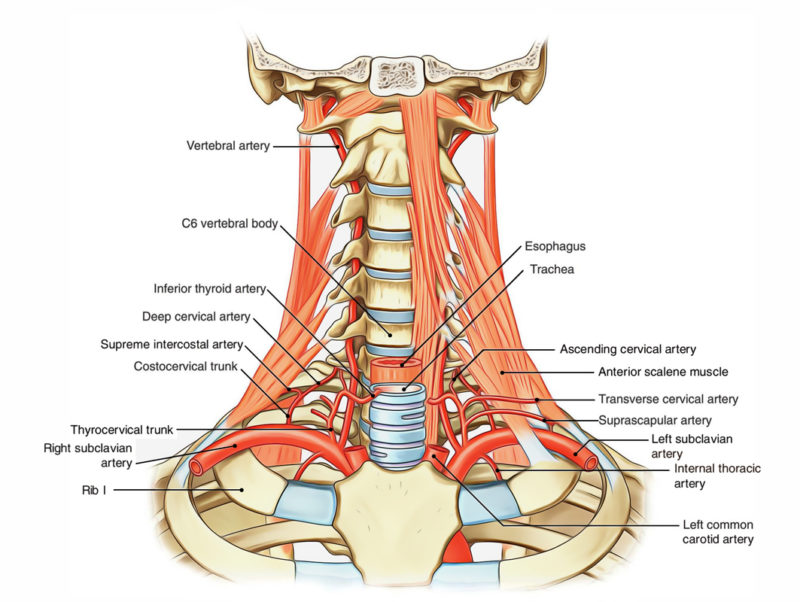 Subclavian Arteries – Earth's Lab