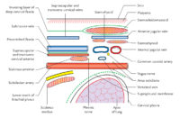 Subclavian Arteries – Earth's Lab