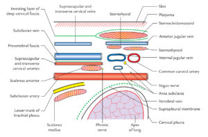 Subclavian Arteries – Earth's Lab