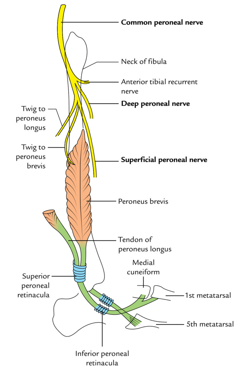 Superficial Peroneal Nerve (Musculocutaneous Nerve of The Leg) – Earth ...