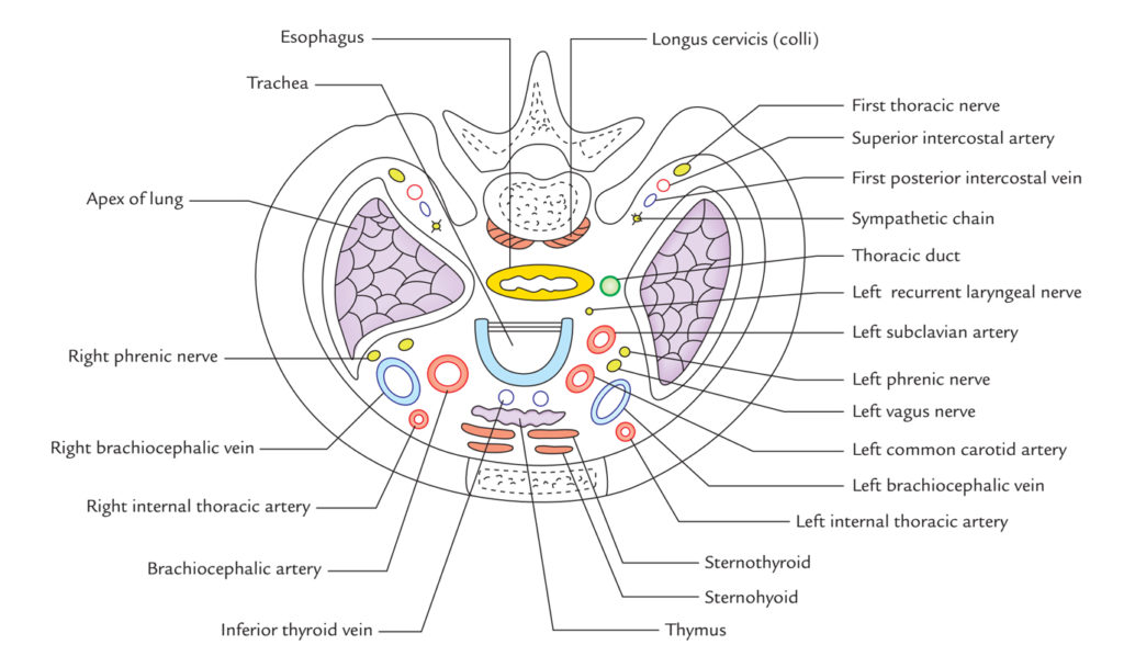 Superior Thoracic Aperture (Thoracic Inlet) – Earth's Lab