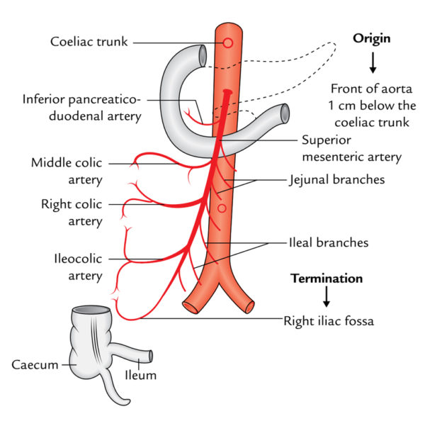 Superior Mesenteric Artery – Earth's Lab