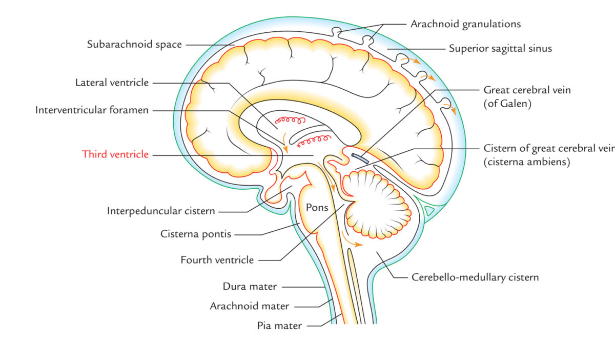 Third Ventricle – Earth's Lab