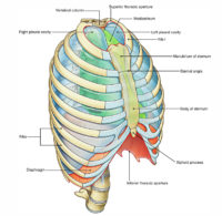 Thorax and its Functions – Earth's Lab