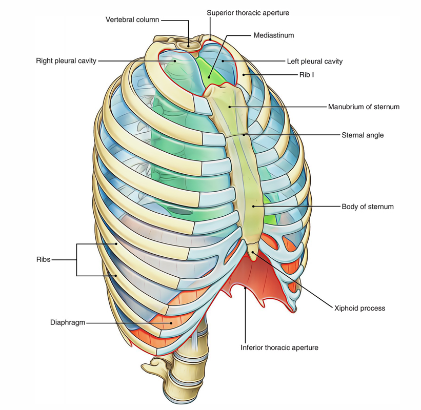 Human Thorax Anatomy Diagram