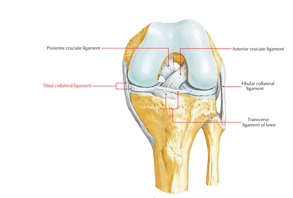 Ligaments Of The Knee Joint Earth S Lab