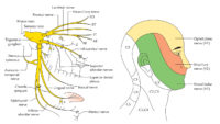 Trigeminal Nerve – Earth's Lab