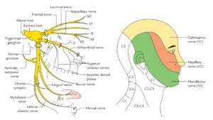 Trigeminal Nerve – Earth's Lab