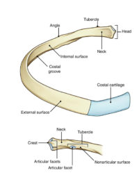 Rib Cage Anatomy – Earth's Lab