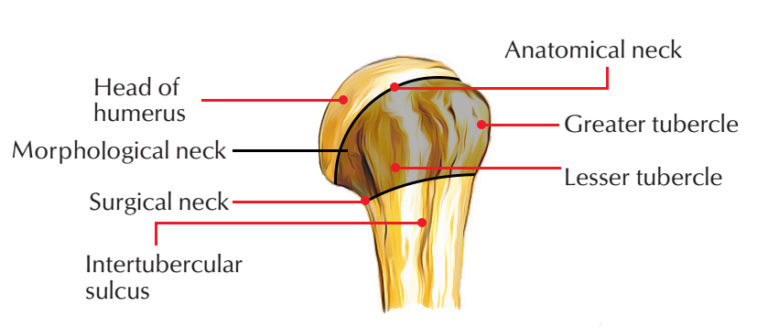 Humerus Bone Anatomy – Earth's Lab