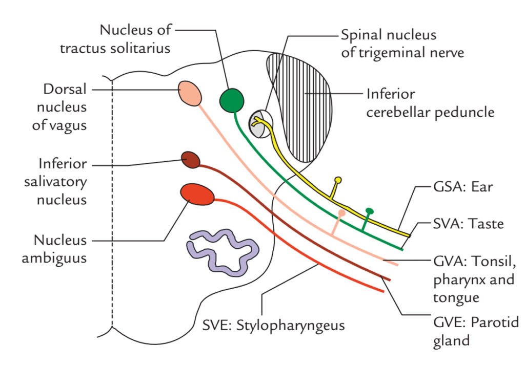 Vagus Nerve – Earth's Lab