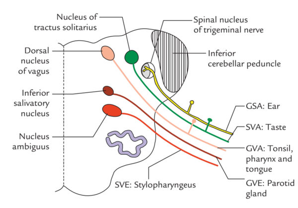 Vagus Nerve – Earth's Lab