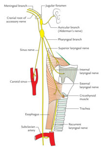 Vagus Nerve – Earth's Lab