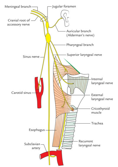 Vagus Nerve Earths Lab 4026