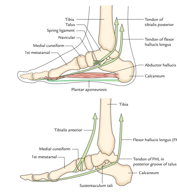 Arches of the Foot – Earth's Lab