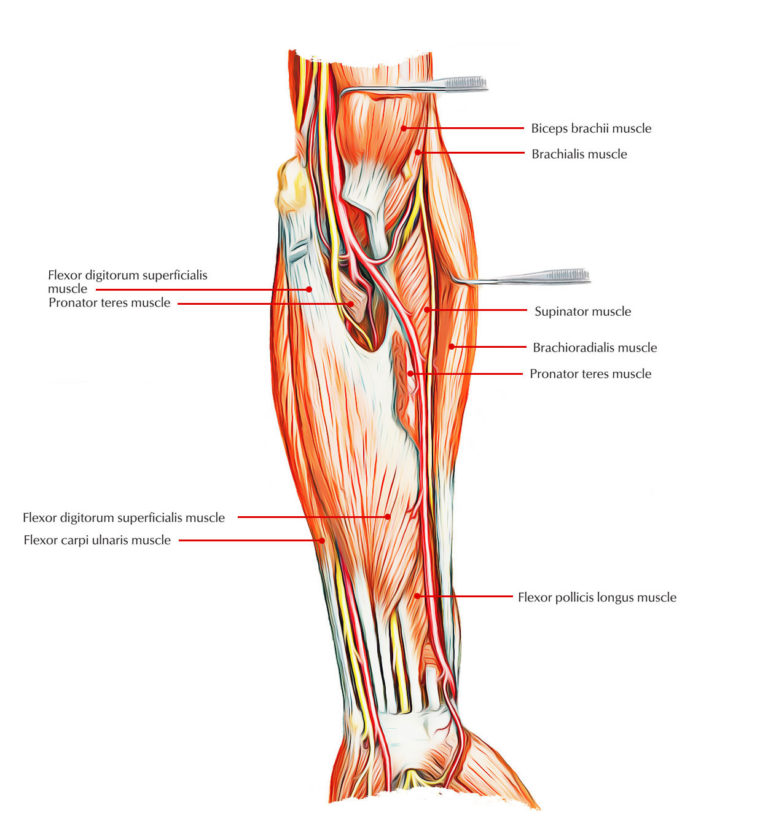 Muscles of the Anterior or Front of the Forearm – Earth's Lab