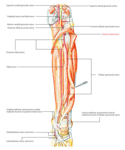 Anterior Tibial Artery – Earth's Lab