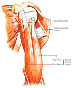 Biceps Brachii – Earth's Lab