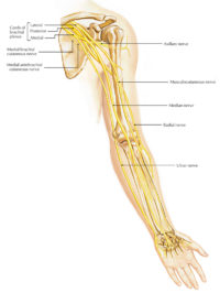 Brachial Plexus Anatomy and Clinical Correlation