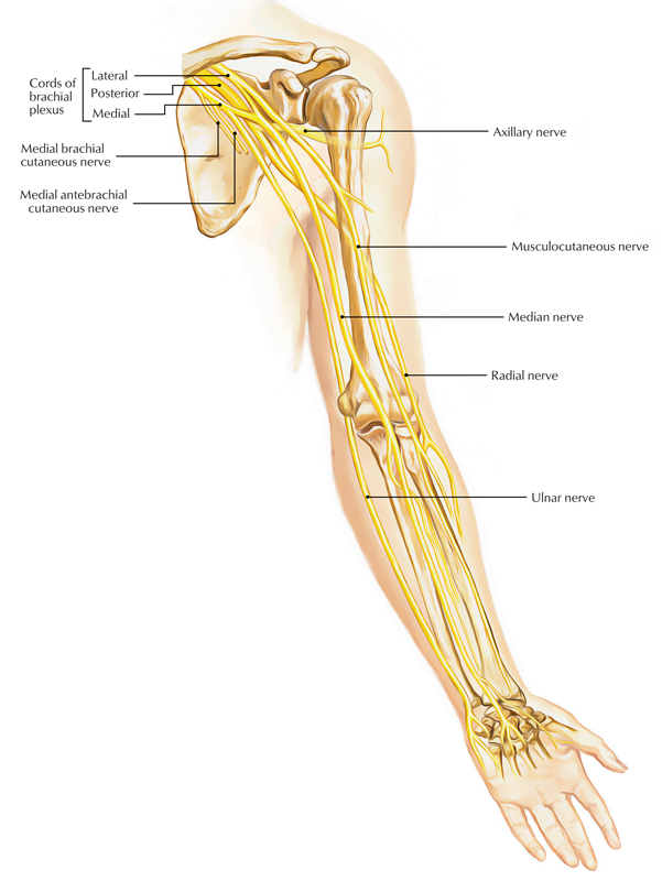 medial brachial cutaneous nerve