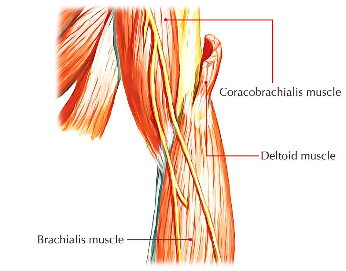 Biceps brachii brachialis