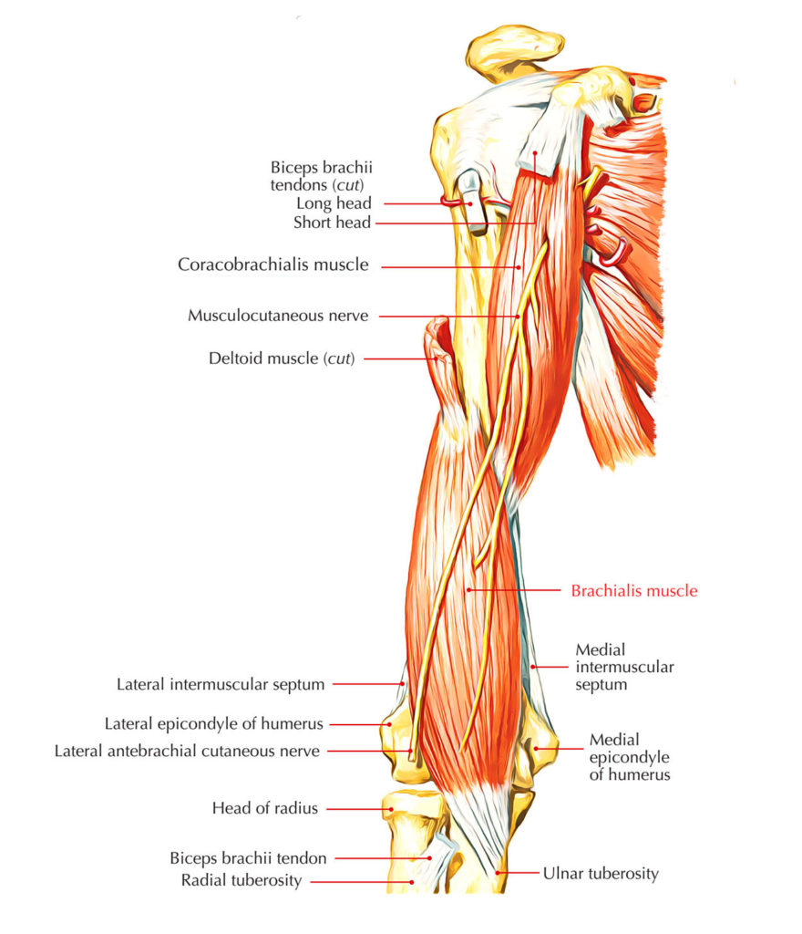 brachialis-muscle-earth-s-lab