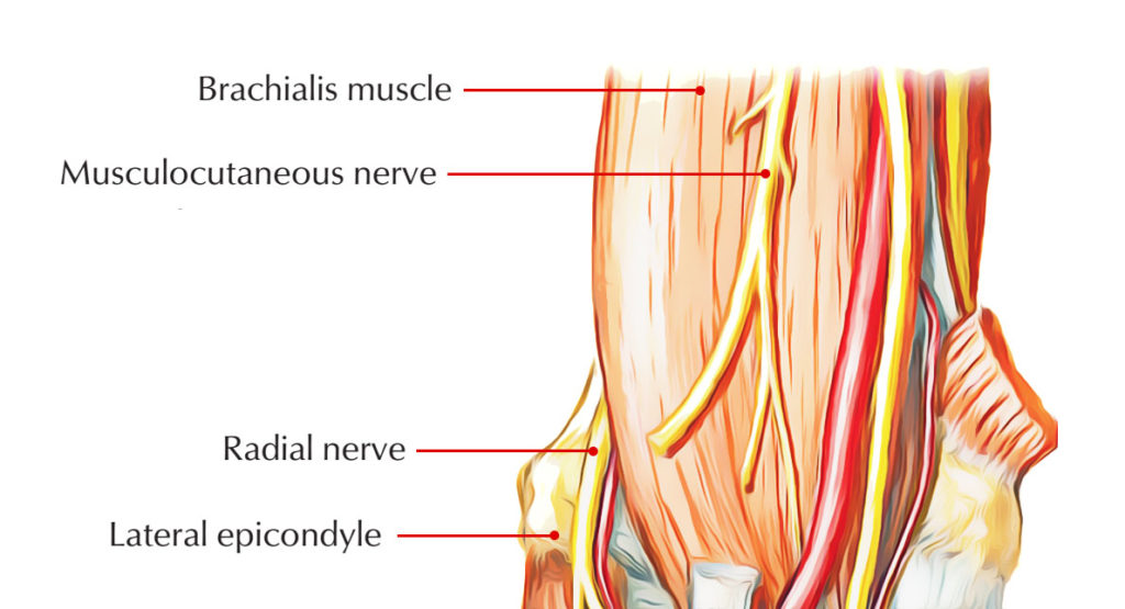 Brachialis Muscle – Earth's Lab