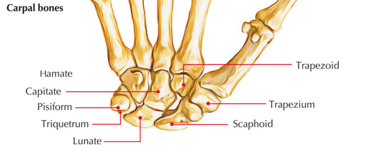 bones-of-the-hand-anatomy-earth-s-lab