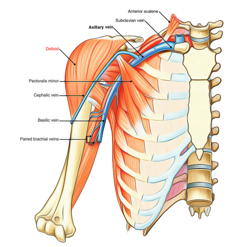 Deltoid Muscle Earth's Lab