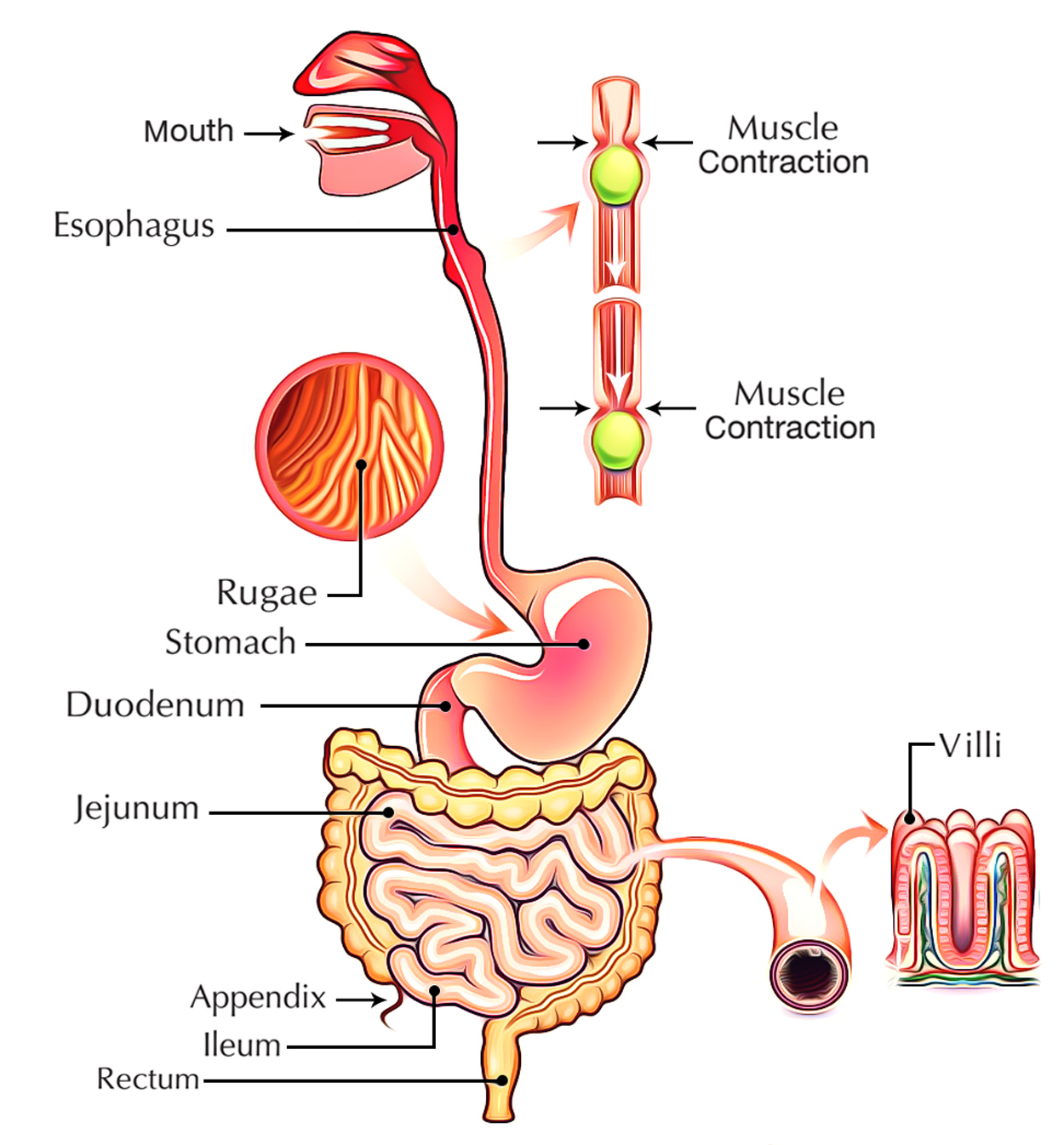 Diagram Of Digestive System Anatomy