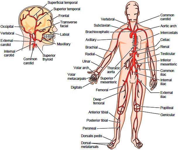 Systemic Arteries And The Arterial Pathway of Blood To Various Organs