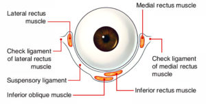 Suspensory and Test Ligaments of the Eye – Earth's Lab