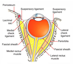 Suspensory and Test Ligaments of the Eye – Earth's Lab