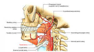 Facial Artery – Earth's Lab