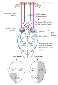 Facial Nerve – Earth's Lab