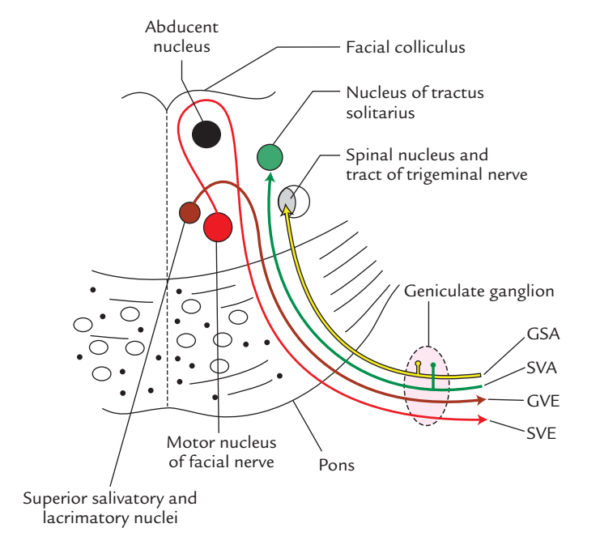 Facial Nerve – Earth's Lab