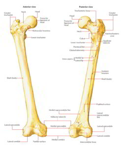 Femur – Earth's Lab