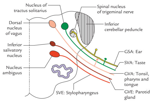 Glossopharyngeal Nerve – Earth's Lab